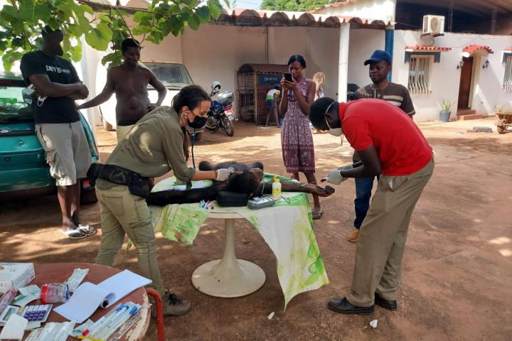 Rebeca Atencia tomando las muestras de Fifi
