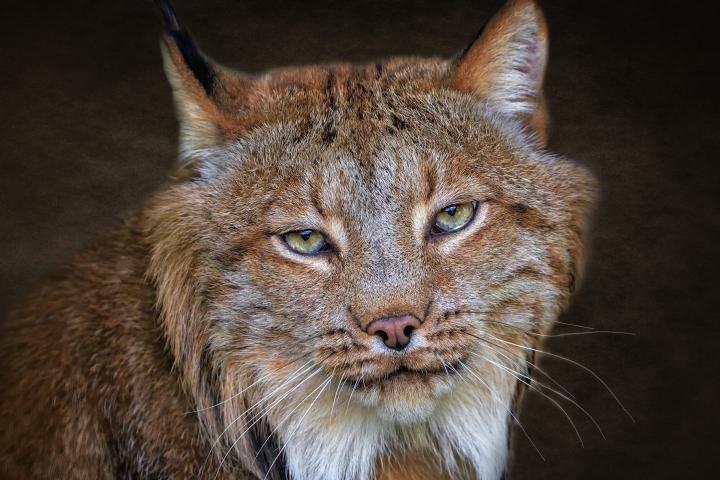 Retrato en primer plano de un lince, República Checa