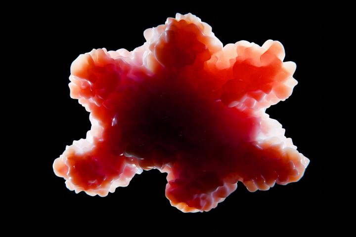 Un organoide es una versión miniaturizada y simplificada de un órgano producido in vitro. L