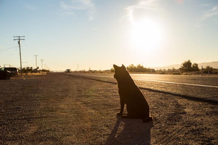 Imagen de un solitario perro en el arcén de la ruta 66, en EEUU.