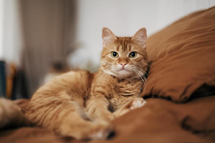 Un gato naranja tumbado en un sofá