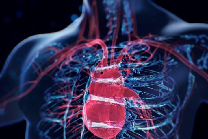Cuerpo humano holográfico azul y primer plano de un corazón rojo