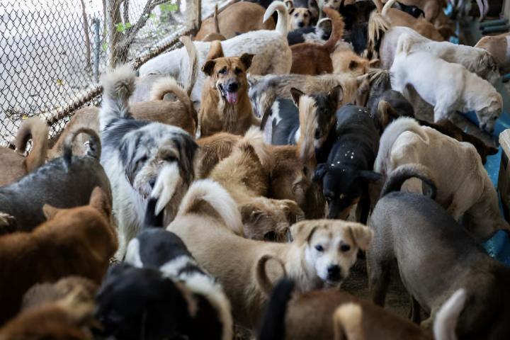 Muchos perros que han sido rescatados esperando a la cena en el refugio