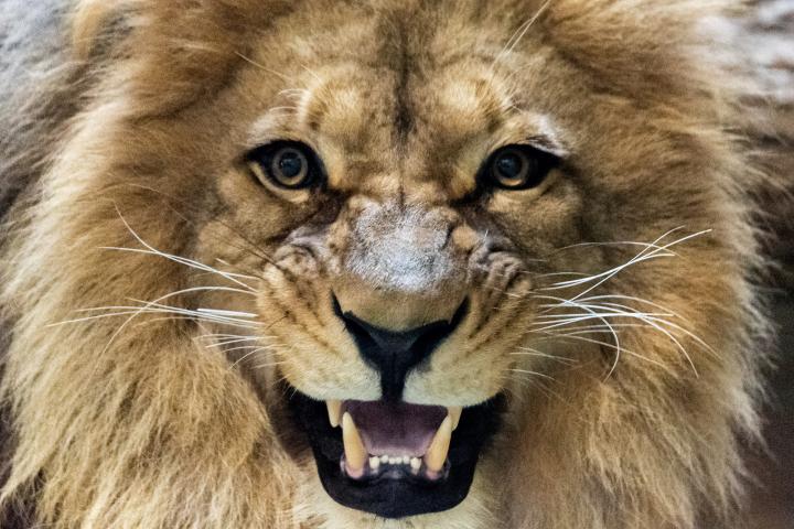Un primer plano de un león enseñando los dientes.