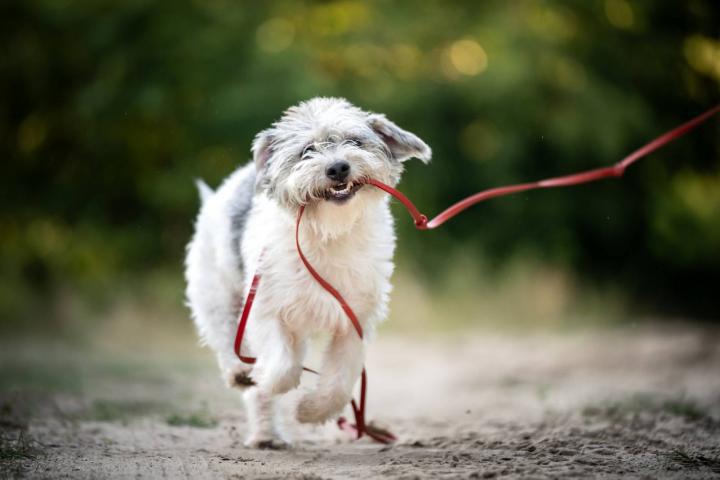 Un perro terrier irlandés Glen of Imaal atrapa la correa con los dientes durante un paseo