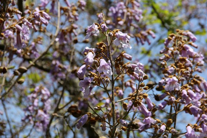 Flores moradas en forma de campana en la rama de un árbol, cielo azul de fondo - Nueva York, NY, EE. UU.