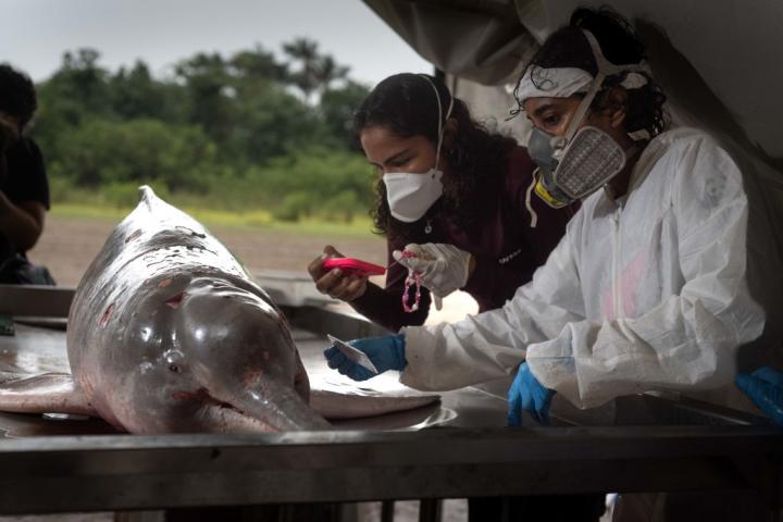 Investigadoras analizan el cuerpo de un delfín rosado hallado muerto en el lago Tefé, en el estado brasileño de Amazonas, durante la ola de calor y sequía extremas de 2023