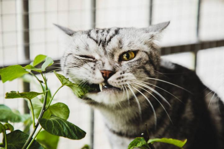 Gato americano de pelo corto mordiendo una planta de interior