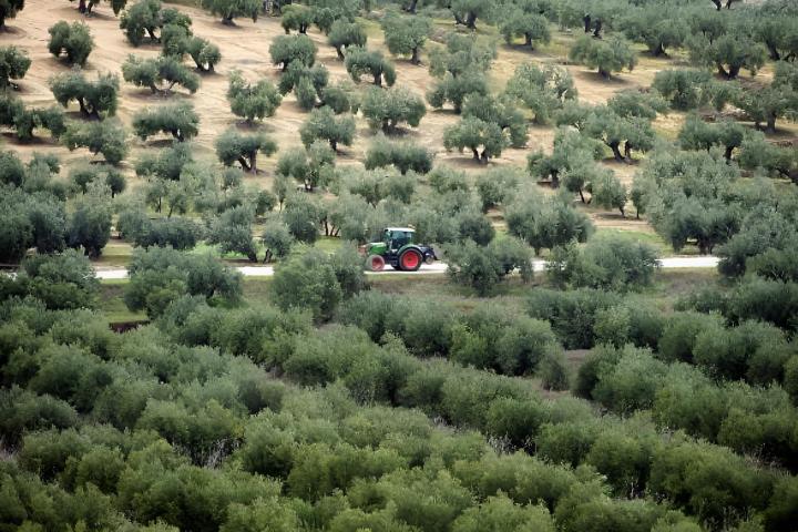 Un tractor atravesando un campo de olivos en el municipio de Lopera, en Jaén