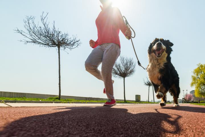 Una joven y guapa chica corre al aire libre en primavera con su perro de montaña bernés.