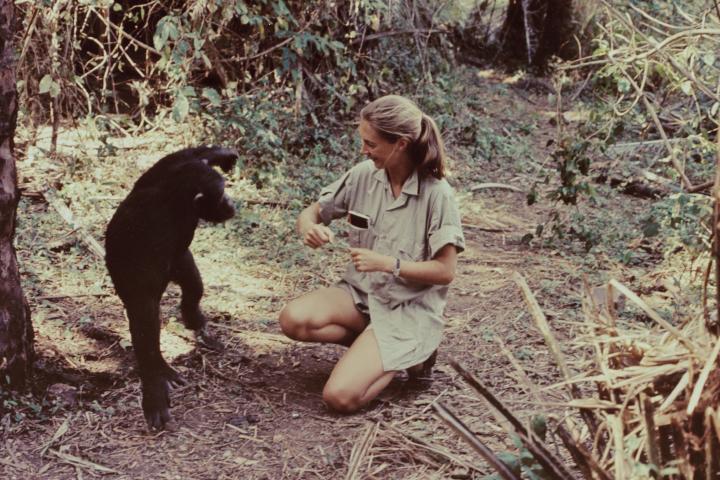 Jane Goodall, en 1965, junto a un chimpancé.