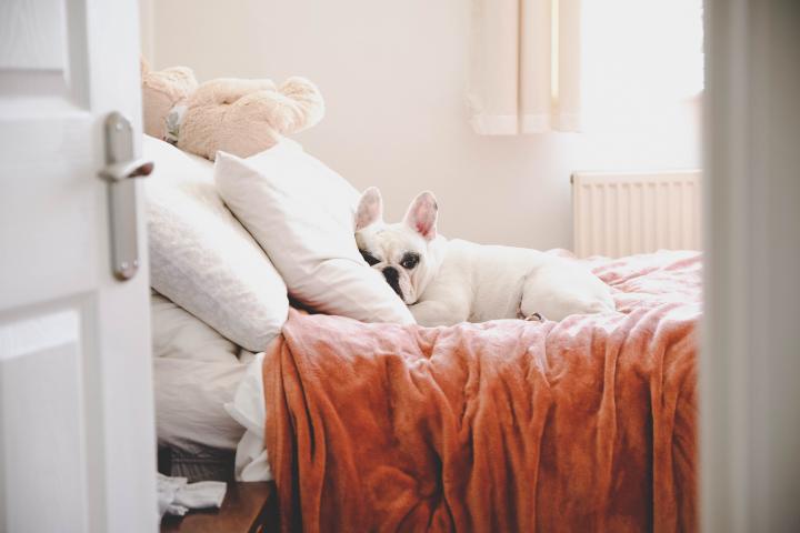 Lindo frenchie acostado en la cama en una habitación