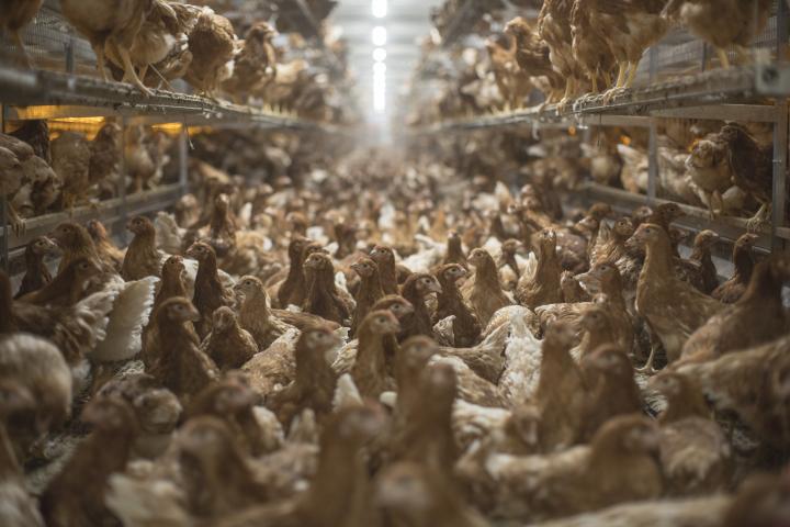 Imagen de archivo del interior de una explotación avícola.