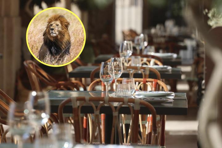 El restaurante de Murcia donde es posible comer viendo leones