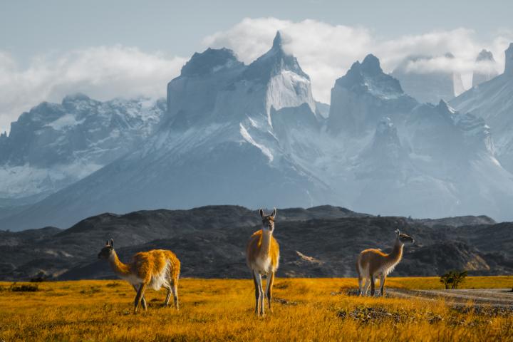 Tres guanacos pastando bajo los majestuosos picos del Parque Nacional Torres del Paine, Chile