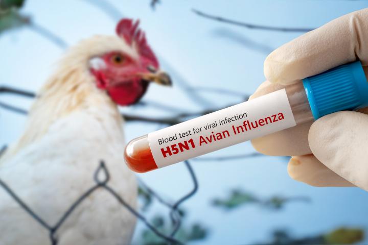 Un tubo de ensayo con un análisis de sangre para detectar la influenza aviar H5N1 con una gallina de fondo.