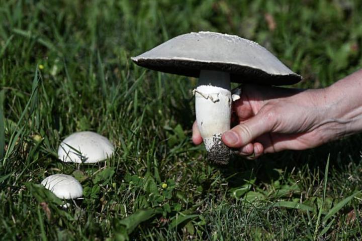 Una mano recogiendo setas en plena temporada de otoño