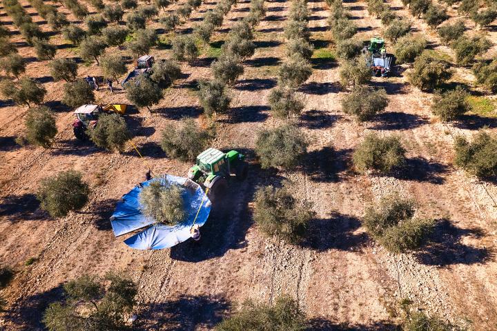 Vista desde arriba de un primer plano de agricultores y un grupo de tractores con sombrillas recolectando aceitunas.