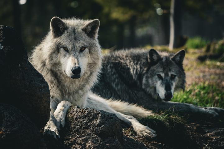 Dos lobos en el Parque Nacional de Yellowstone (EEUU)