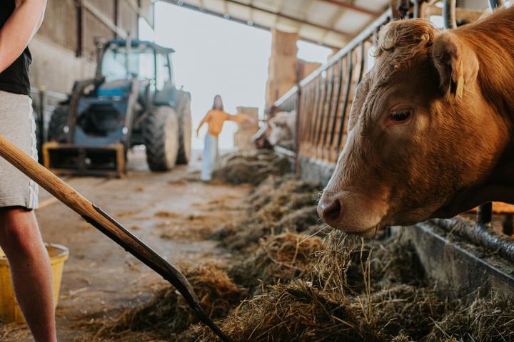 Un adolescente alimenta a una vaca con ensilado en un establo. Un niño señala a lo lejos.