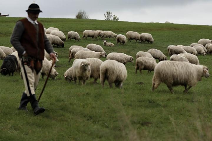 Un pastor polaco pastando con sus ovejas