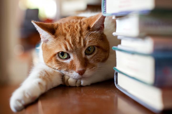 El gato se acuesta cerca de una pila de libros y lanza una mirada crítica.