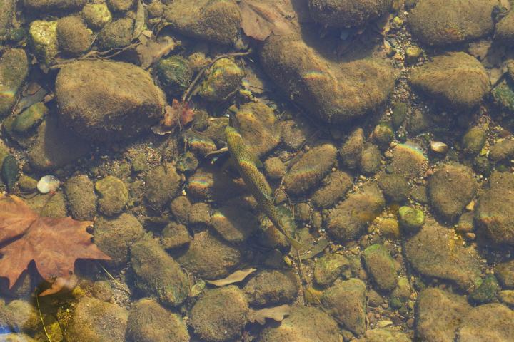 Vista en ángulo alto de un grupo de peces trucha nadando bajo el agua en un río durante el día.