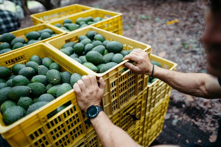 agricultor-aguacates-negocio