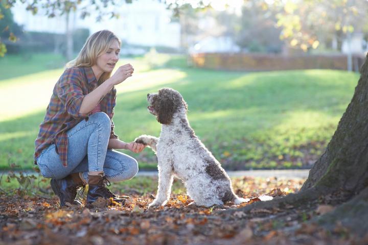 Adiestradora trabajando con un perro en el parque