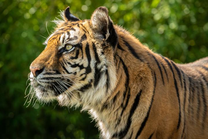 Tigre en zona rural.