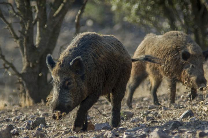 Image de archivo de unos jabalíes.