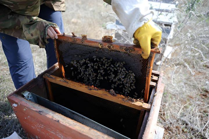 Una mujer apicultora ordenando un marco de una colmena