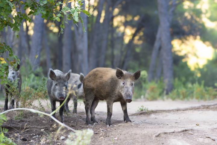 Varios jabalíes, en mitad de un bosque