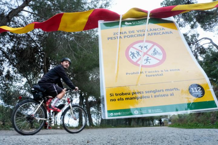 Vista de uno de los carteles situados en los accesos al Parque Natural de Collserola, alertando de la presencia de la peste porcina, el 30 de noviembre de 2025.