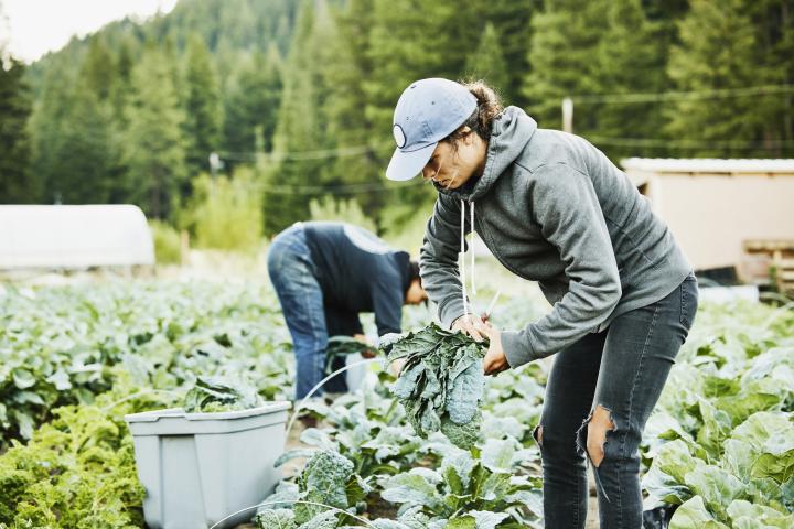 Agricultores en un campo de coles.