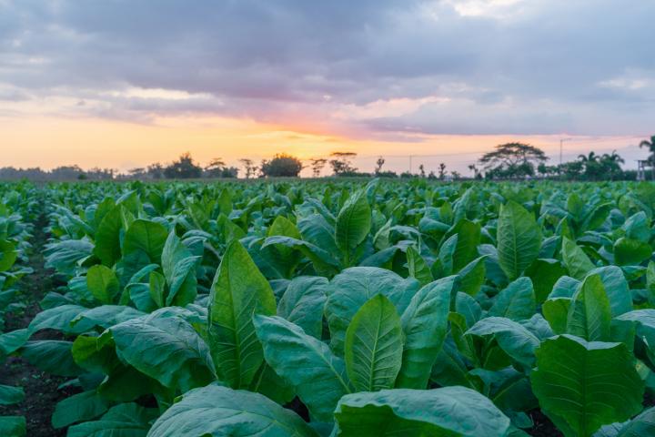 Cultivo de tabaco, en una imagen de archivo