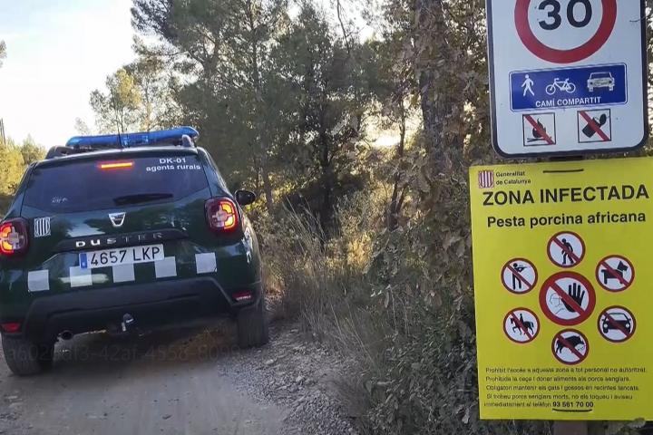Vista del dispositivo de agentes rurales de Cataluña tras aparecer cuatro jabalíes más muertos por peste porcina africana (PPA) en la sierra de Collserola (Barcelona).