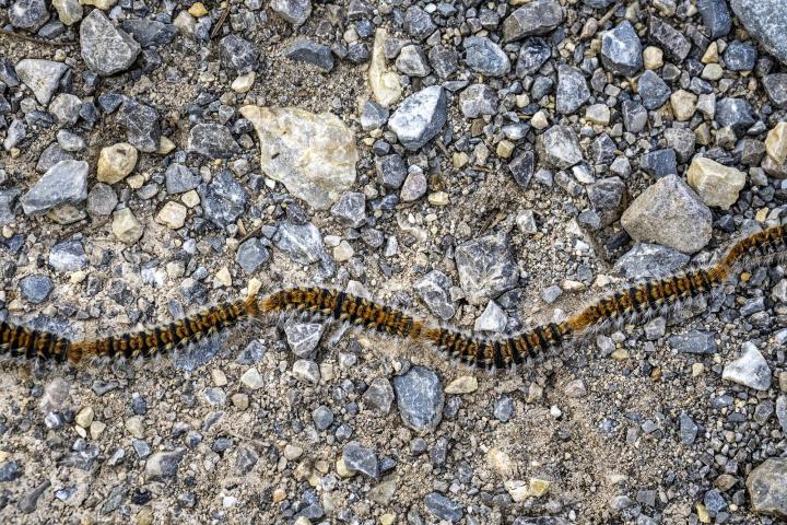 La procesionaria del pino (Thaumetopoea pityocampa), en una imagen de archivo