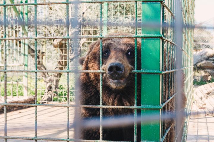 Un oso encerrado en una jaula