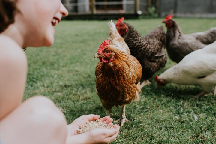 Una niña dando de comer a las gallinas.
