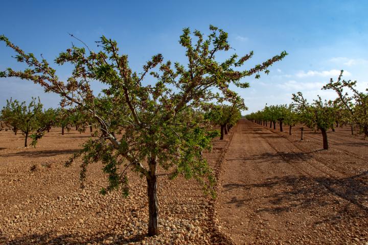 Imagen de archivo de un cultivo de pistachos.