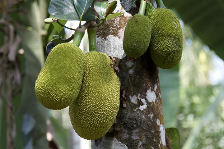 Unas yacas creciendo en un árbol