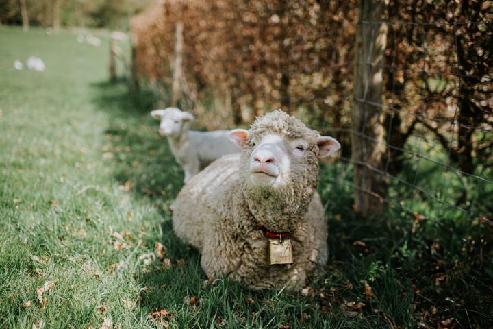 Una oveja en una imagen de archivo