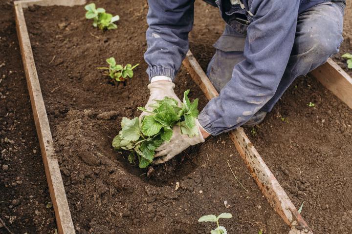 Un hombre cultiva su jardín