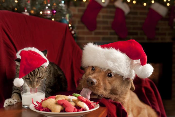 Gato y perro comiendo y bebiendo galletas y leche de Papá Noel.
