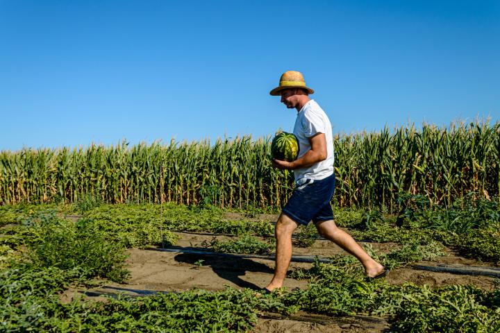 Un agricultor cogiendo una sandía