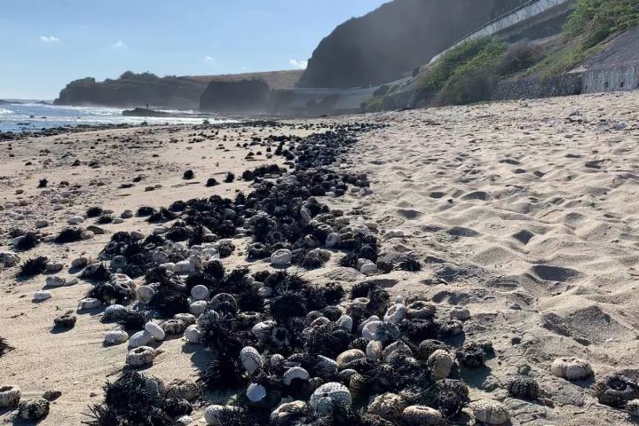 Esqueletos de erizos de mar en la isla de Reunión