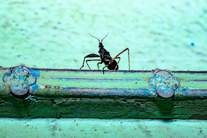 Fotografía de archivo de un ejemplar de termita.
