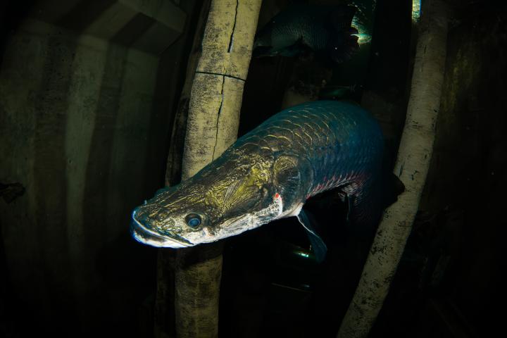 Un ejemplar de pirarucú (Arapaima gigas), en una imagen de archivo
