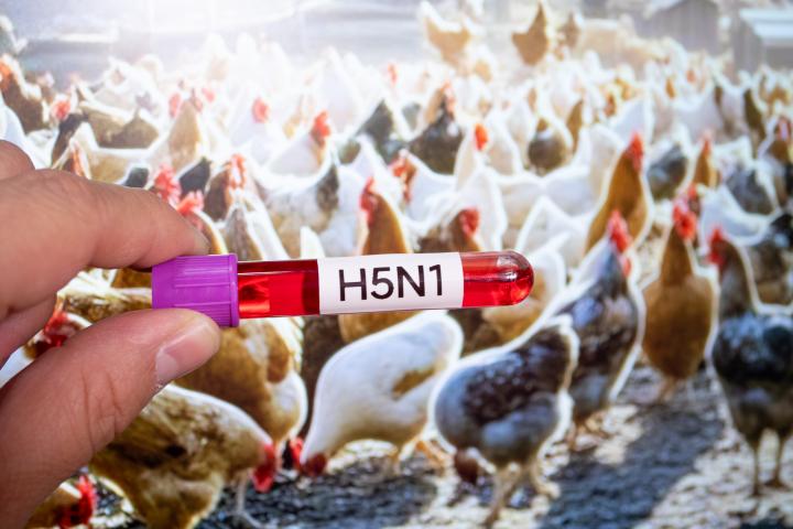 Una mano sostiene un tubo de ensayo etiquetado "H5N1" sobre un fondo de un gallinero con gallinas.